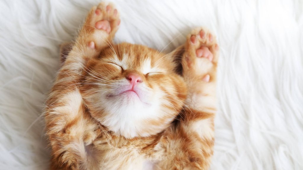 Filhote de gato laranja fofo dormindo de barriga pra cima